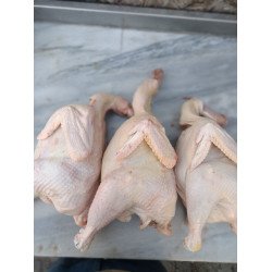 Köy Tavuğu  Köy Tavuğu