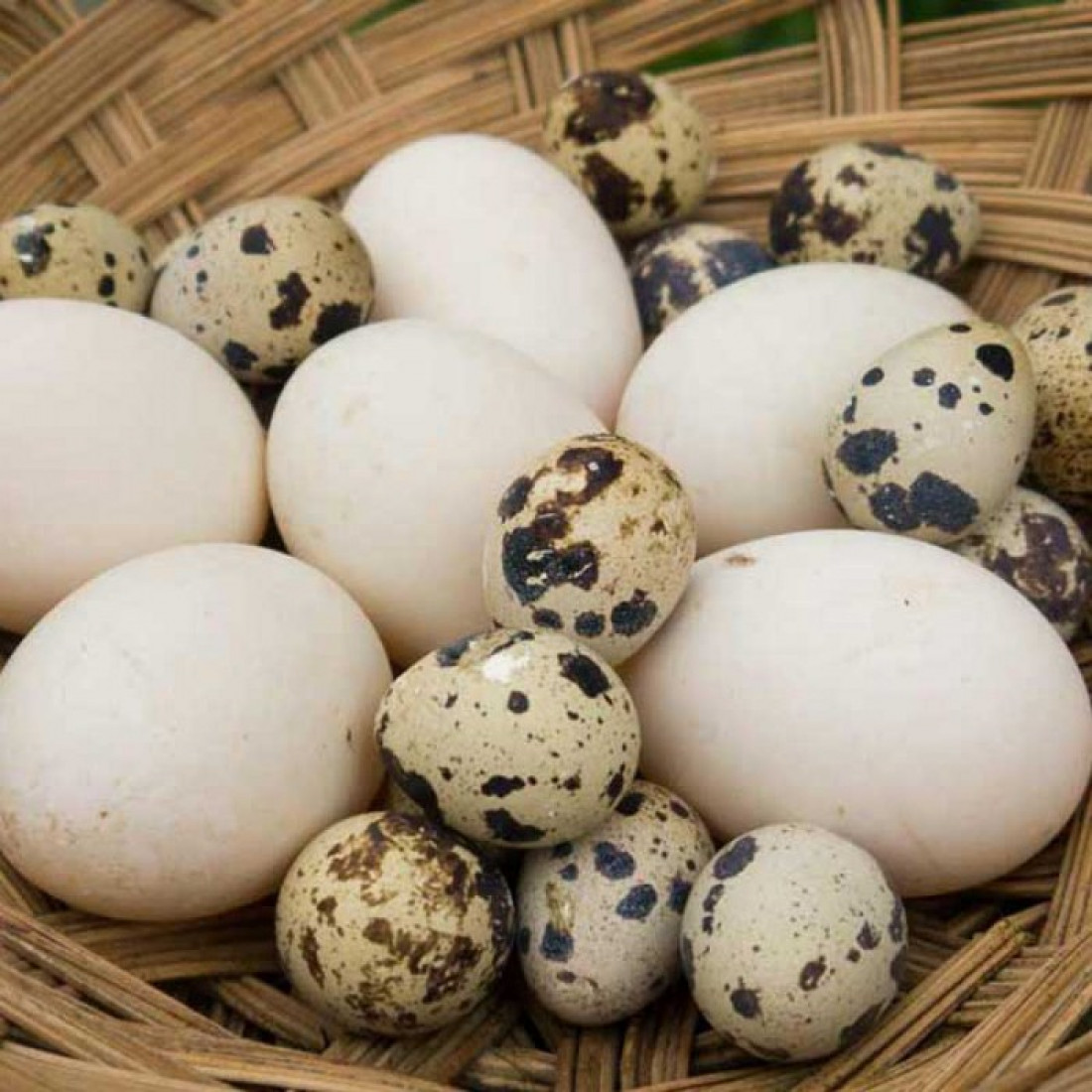 Ördek yumurtası ORDYM123