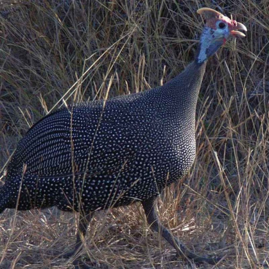 Bec Tavuk Yumurtasi Bec Tavuk Yumurtasi
