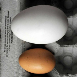 goose egg  goose egg