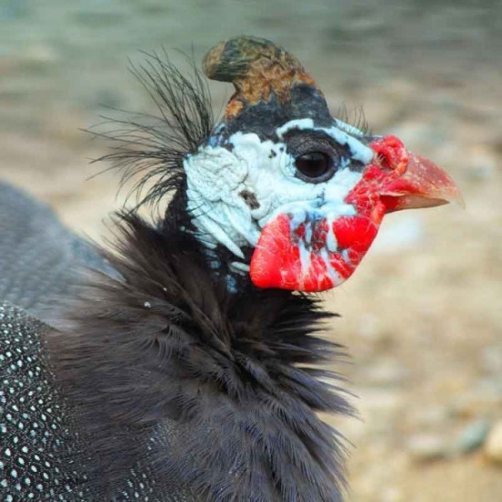 Tophane Goc Titreme Iran Tavugu Erkek Disi Ayrimi Discount Rechner Net Tophane Goc Titreme Iran Tavugu Erkek Disi Ayrimi Discount Rechner Net