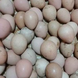 Beç Tavuk Yumurtası Beç Tavuk Yumurtası