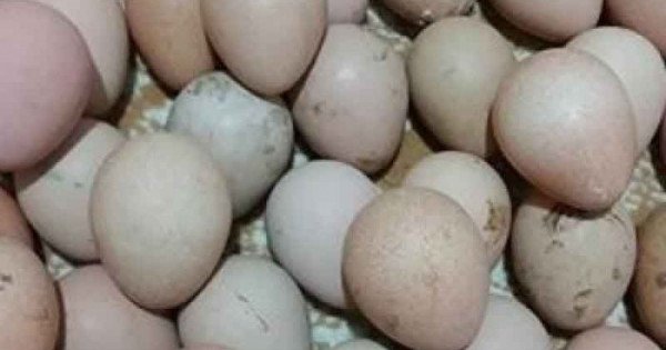 Bec Tavuk Yumurtasi Bec Tavuk Yumurtasi