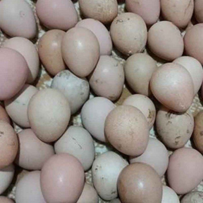 Bec Tavuk Yumurtasi Bec Tavuk Yumurtasi