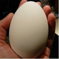  goose egg