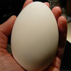 goose egg  goose egg