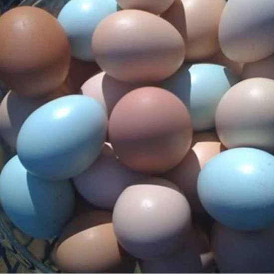 Mavi yumurta 10  adet