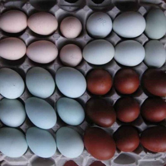 Mavi yumurta 10  adet