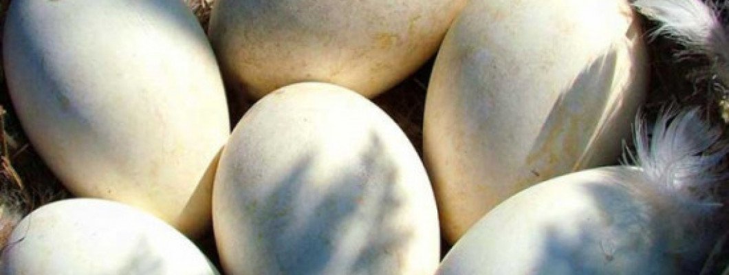 What are the benefits of goose eggs?