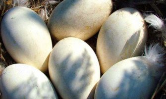 What are the benefits of goose eggs?